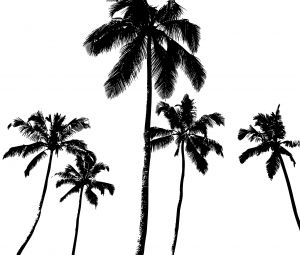 1110937_vector_palm_tree_silhouete.jpg, oct. 2009 ((/public/1110937_vector_palm_tree_silhouete.jpg|1110937_vector_palm_tree_silhouete.jpg|C|1110937_vector_palm_tree_silhouete.jpg, oct. 2009))